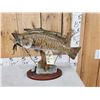 Image 6 : 18" & 16" Smallmouth Bass Double Sided Real Skin Fish Taxidermy