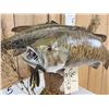 Image 7 : 18" & 16" Smallmouth Bass Double Sided Real Skin Fish Taxidermy
