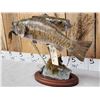 Image 8 : 18" & 16" Smallmouth Bass Double Sided Real Skin Fish Taxidermy
