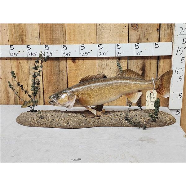 31" Walleye Real Skin Fish Taxidermy