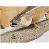 Image 2 : 31" Walleye Real Skin Fish Taxidermy