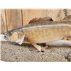 Image 3 : 31" Walleye Real Skin Fish Taxidermy