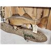Image 4 : 31" Walleye Real Skin Fish Taxidermy