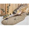 Image 5 : 31" Walleye Real Skin Fish Taxidermy