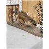 Image 7 : 31" Walleye Real Skin Fish Taxidermy