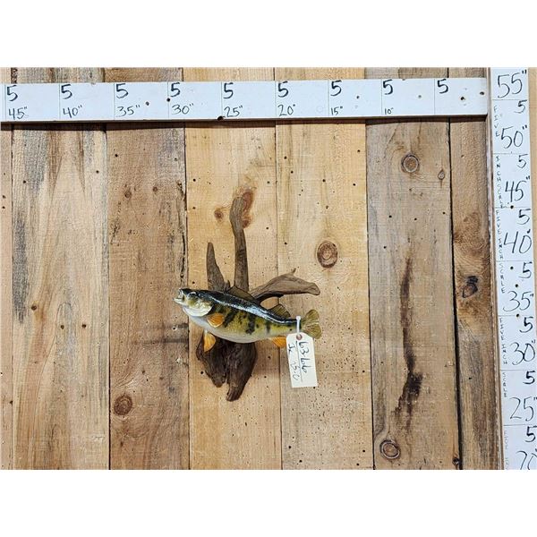 14" Yellow Perch Real Skin Fish Taxidermy