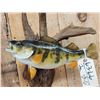 Image 2 : 14" Yellow Perch Real Skin Fish Taxidermy
