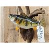 Image 3 : 14" Yellow Perch Real Skin Fish Taxidermy