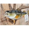 Image 4 : 14" Yellow Perch Real Skin Fish Taxidermy