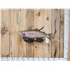 Image 1 : 31" Rainbow Trout Real Skin Fish Taxidermy