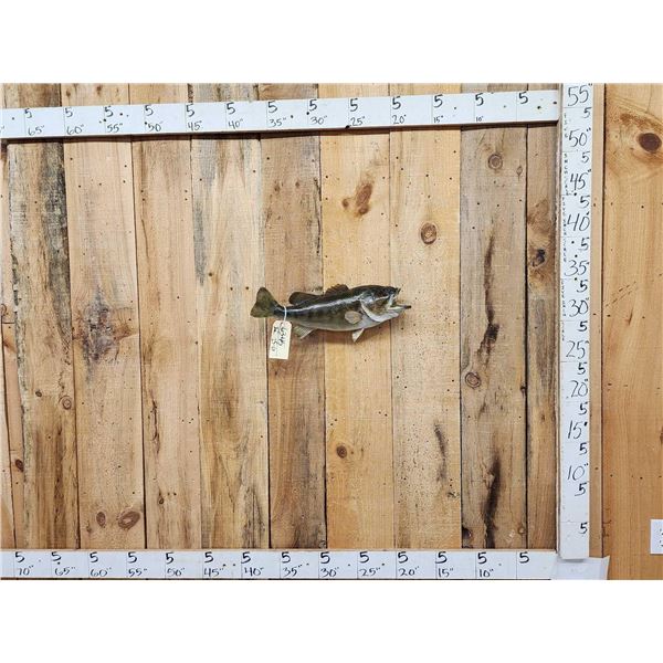 20" Bass Real Skin Fish Taxidermy