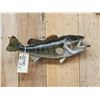 Image 2 : 20" Bass Real Skin Fish Taxidermy