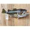 Image 3 : 20" Bass Real Skin Fish Taxidermy