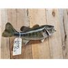 Image 4 : 20" Bass Real Skin Fish Taxidermy