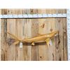 Image 1 : 50" Shark Reproduction Fish Taxidermy