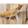 Image 2 : 50" Shark Reproduction Fish Taxidermy