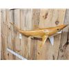Image 3 : 50" Shark Reproduction Fish Taxidermy