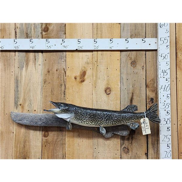 34" Northern Pike Real Skin Fish Taxidermy