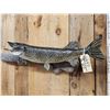 Image 2 : 34" Northern Pike Real Skin Fish Taxidermy