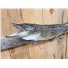 Image 3 : 34" Northern Pike Real Skin Fish Taxidermy