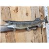 Image 4 : 34" Northern Pike Real Skin Fish Taxidermy