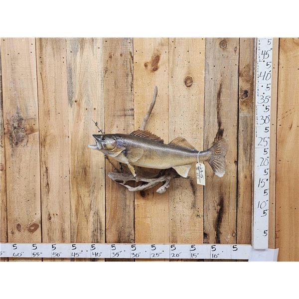 31" Walleye Real Skin Fish Taxidermy
