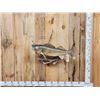 Image 1 : 31" Walleye Real Skin Fish Taxidermy