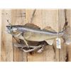 Image 2 : 31" Walleye Real Skin Fish Taxidermy