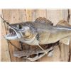 Image 3 : 31" Walleye Real Skin Fish Taxidermy
