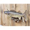 Image 4 : 31" Walleye Real Skin Fish Taxidermy