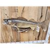 Image 5 : 31" Walleye Real Skin Fish Taxidermy