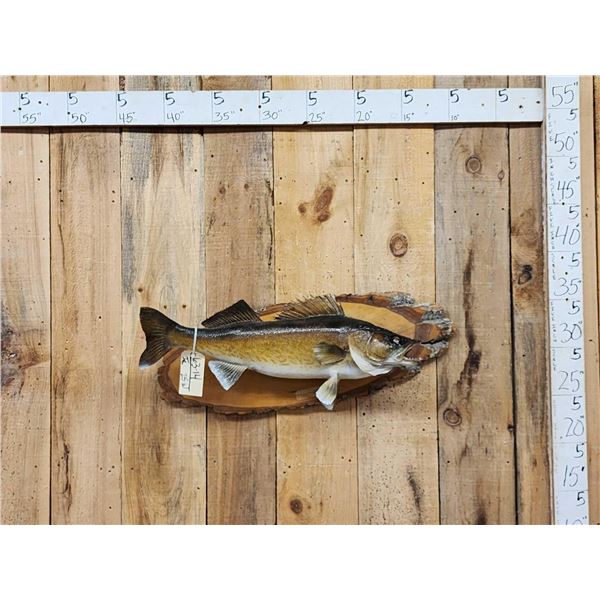 29" Walleye Real Skin Fish Taxidermy