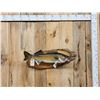 Image 1 : 29" Walleye Real Skin Fish Taxidermy