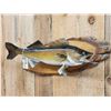 Image 2 : 29" Walleye Real Skin Fish Taxidermy