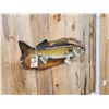 Image 3 : 29" Walleye Real Skin Fish Taxidermy