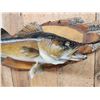 Image 4 : 29" Walleye Real Skin Fish Taxidermy