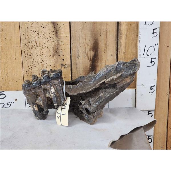 Ancient Woolly Mammoth Molar In Jaw Section