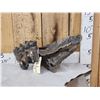 Image 1 : Ancient Woolly Mammoth Molar In Jaw Section