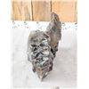 Image 5 : Ancient Woolly Mammoth Molar In Jaw Section
