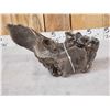 Image 6 : Ancient Woolly Mammoth Molar In Jaw Section