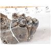 Image 7 : Ancient Woolly Mammoth Molar In Jaw Section