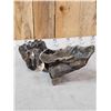 Image 9 : Ancient Woolly Mammoth Molar In Jaw Section