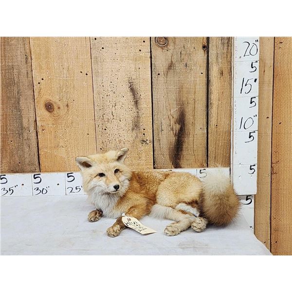 Red Fox Full Body Taxidermy Mount