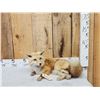 Image 1 : Red Fox Full Body Taxidermy Mount