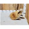 Image 2 : Red Fox Full Body Taxidermy Mount