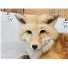 Image 3 : Red Fox Full Body Taxidermy Mount