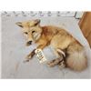 Image 4 : Red Fox Full Body Taxidermy Mount