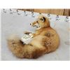 Image 5 : Red Fox Full Body Taxidermy Mount