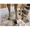 Image 10 : Asian Muntjac Full Body Taxidermy Mount