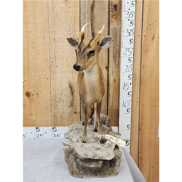 Asian Muntjac Full Body Taxidermy Mount